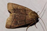 Mythimna turca