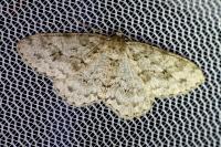 Ectropis crepuscularia