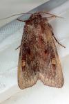 Lacanobia oleracea