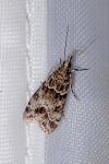 Eudonia mercurella