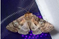 Tethea ocularis