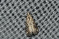 Schrankia costaestrigalis