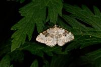 Xanthorhoe montanata