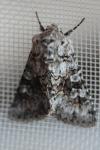 Hecatera bicolorata
