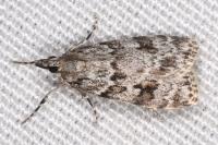 Scoparia basistrigalis