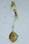 Scoparia basistrigalis