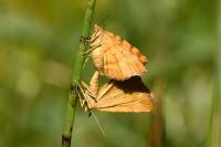 Macaria brunneata