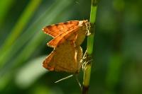 Macaria brunneata
