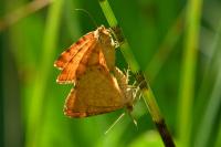 Macaria brunneata