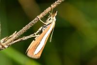Catoptria margaritella