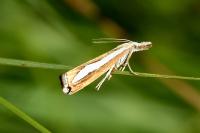 Catoptria margaritella