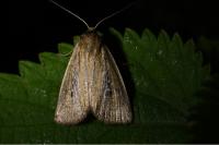 Archanara dissoluta