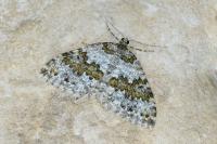 Entephria infidaria