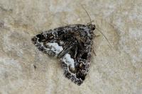 Deltote pygarga