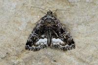 Deltote pygarga