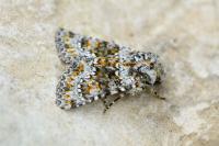 Hecatera dysodea