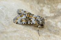Hecatera dysodea