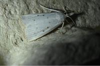 Calamotropha paludella