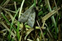 Ipimorpha subtusa