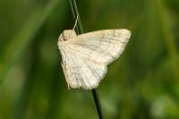 Scopula ternata
