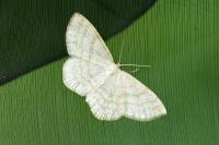 Scopula ternata