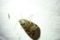 Noctua janthe/janthina