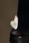Cilix glaucata