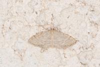 Idaea obsoletaria