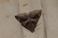 Dysgonia algira