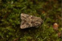 Anarta pugnax