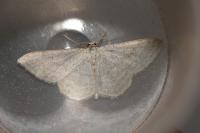 Idaea subsericeata