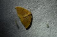 Watsonalla binaria