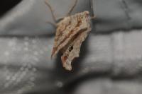 Macaria alternata