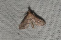 Metasia corsicalis