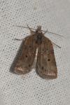 Nycteola revayana