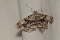 Peribatodes umbraria umbraria