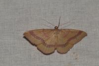 Rhodostrophia calabra