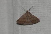 Zanclognatha lunalis
