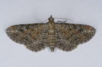 Eupithecia icterata
