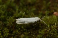 Coscinia cribraria cribraria