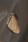 Bupalus piniaria