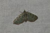 Chloroclystis v-ata