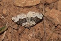 Epirrhoe galiata