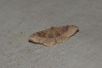 Idaea degeneraria