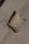 Perconia strigillaria