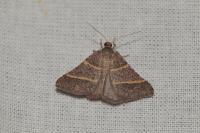 Perigune narbonea