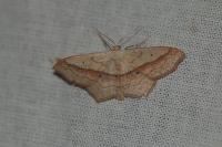 Scopula imitaria