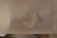 Scotopteryx luridata/mucronata