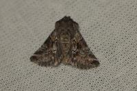Cleonymia yvanii
