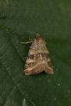 Synthymia fixa